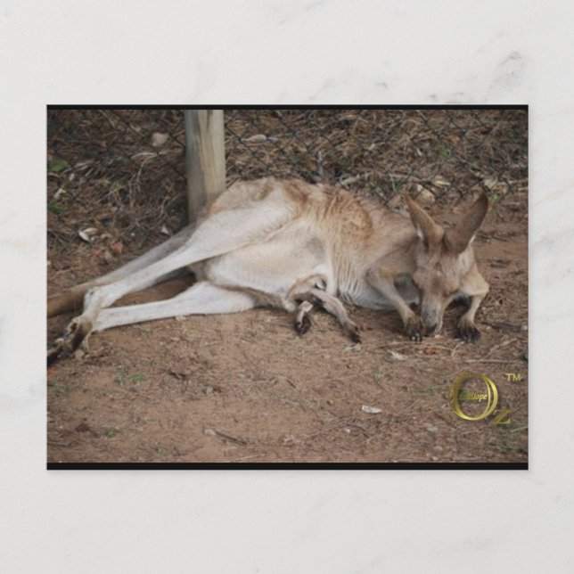 Postal Mama Kangaroo con Joey en Pouch (Anverso)