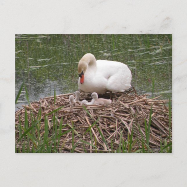 Postal Mama Swan and Babies (Anverso)