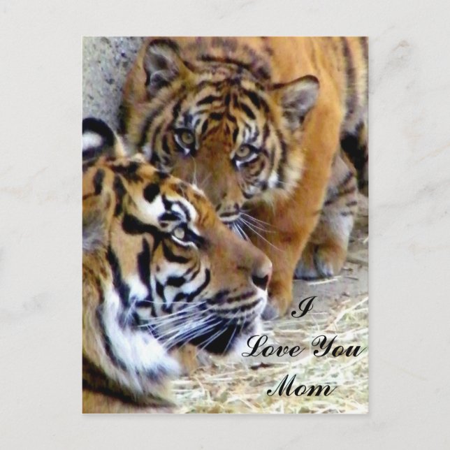 Postal Mamá, te amo mamá. (Anverso)