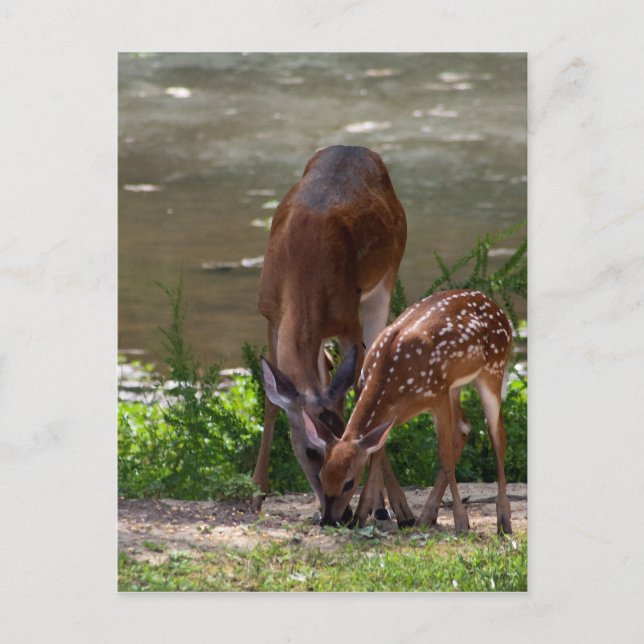 Postal Mama Whitetail Deer and Fawn (Anverso)