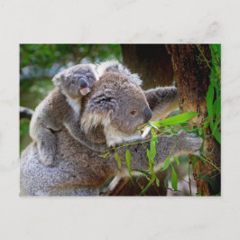 Postal Mama y Baby Koalas