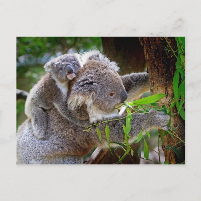 Postal Mama y Baby Koalas (Anverso)
