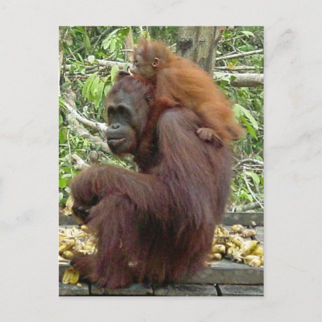 Postal Mamá y bebé de Orangutan (Anverso)