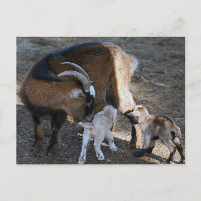 Postal Mamá y bebés (Anverso)