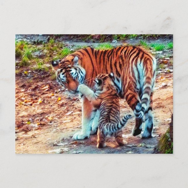 Postal Mamá y tigre bebé (Anverso)