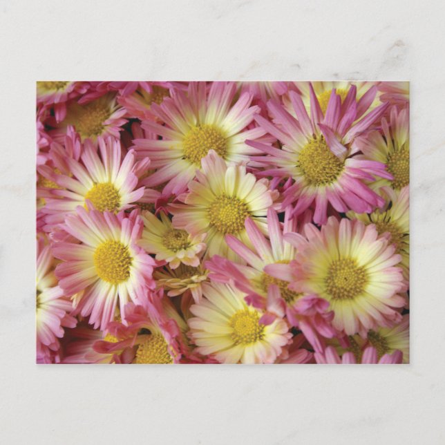 Postal Mamáes (Anverso)