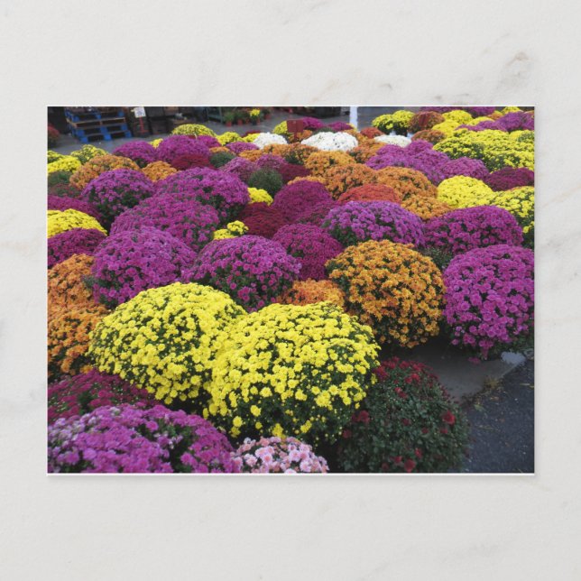 Postal Mamáes (Anverso)