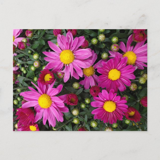 Postal Mamáes (Anverso)