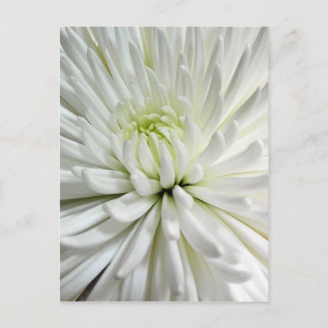 Postal Mamáes de flores de crisantemo blanco (Anverso)