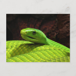 Postal Mamba verde oriental Dendroaspis Angusticeps