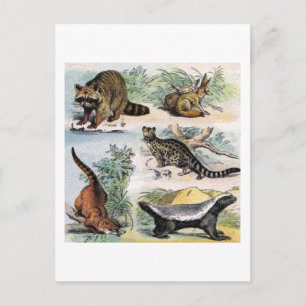 Postal Mamíferos: cinco pequeños ilustraciones