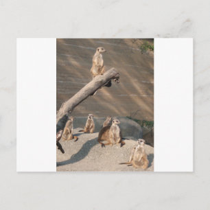 Postal Mamíferos salvajes Meerkat