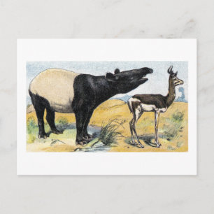 Postal Mamíferos: tapir y gazelle