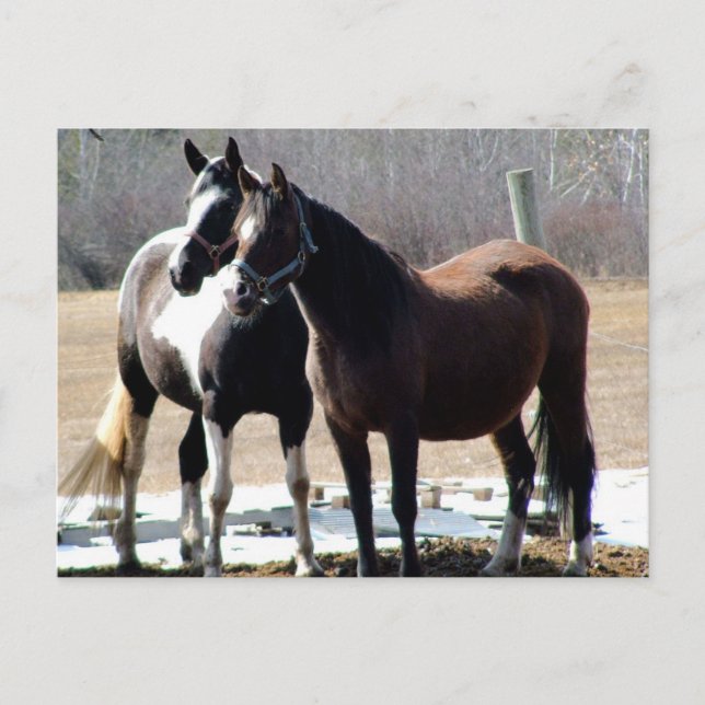 Postal mamis (Anverso)