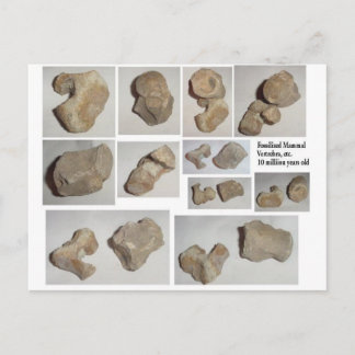 POSTAL MAMMAL VERTEBRA FOSSILIZADO