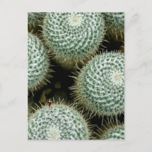 Postal Mammillaria hahniana