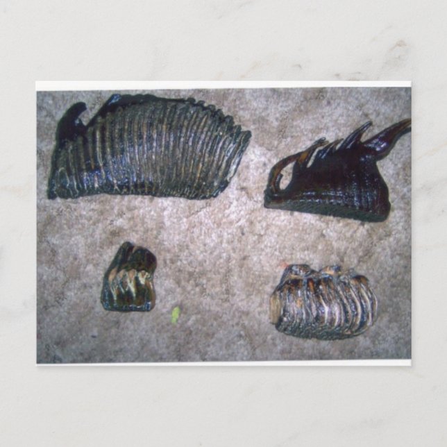 POSTAL MAMMOTH TEETH (2) (Anverso)