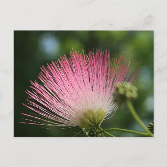 Postal Mamosa (Anverso)