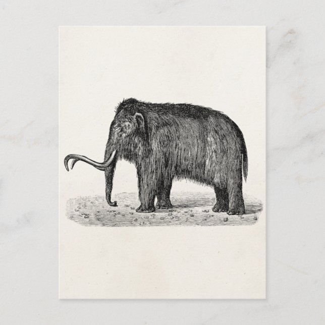 Postal Mamut lana vintage Ilustracion mamut lana (Anverso)