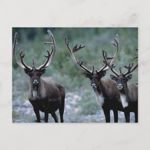 Postal Manada de alces   Mt. Baring, Washington