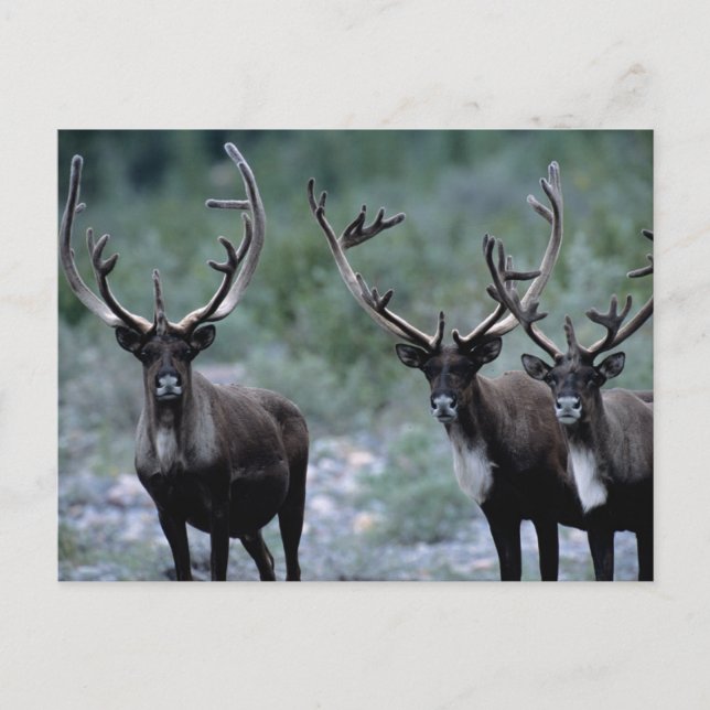 Postal Manada de alces | Mt. Baring, Washington (Anverso)