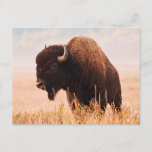 Postal Manada de Bisontes Americanos (Bison Bison) en Tet