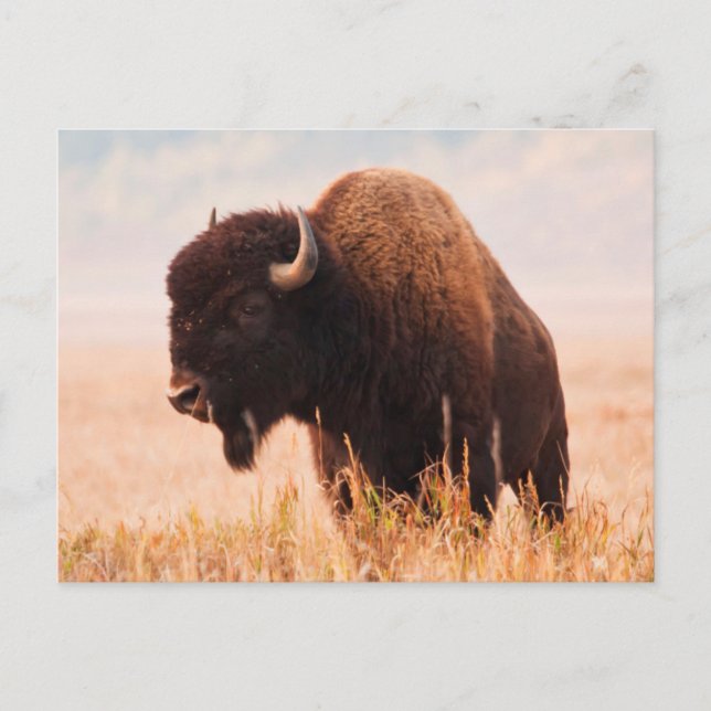Postal Manada de Bisontes Americanos (Bison Bison) en Tet (Anverso)