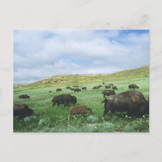 Postal Manada de bisontes pastan hierba de la pradera en  (Anverso)