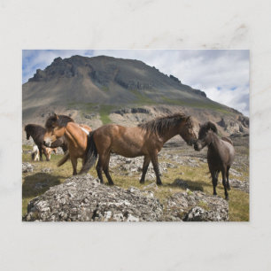 Postal Manada De Caballos, Cerca De Hofn, Islandia