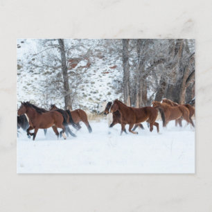 Postal Manada de caballos corriendo en la nieve