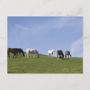 Postal manada de caballos en pradera