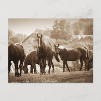 Postal Manada de Caballos- Fotografía con Tono de Sepia