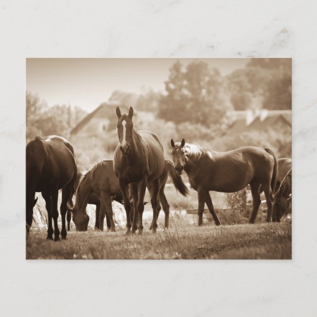 Postal Manada de Caballos- Fotografía con Tono de Sepia (Anverso)