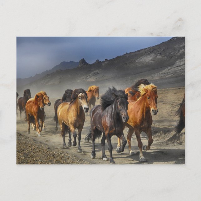 Postal Manada de caballos negros y marrones (Anverso)