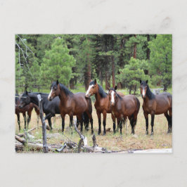 Postal Manada de caballos salvajes