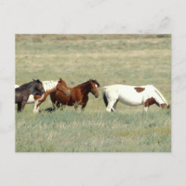 Postal Manada de caballos salvajes