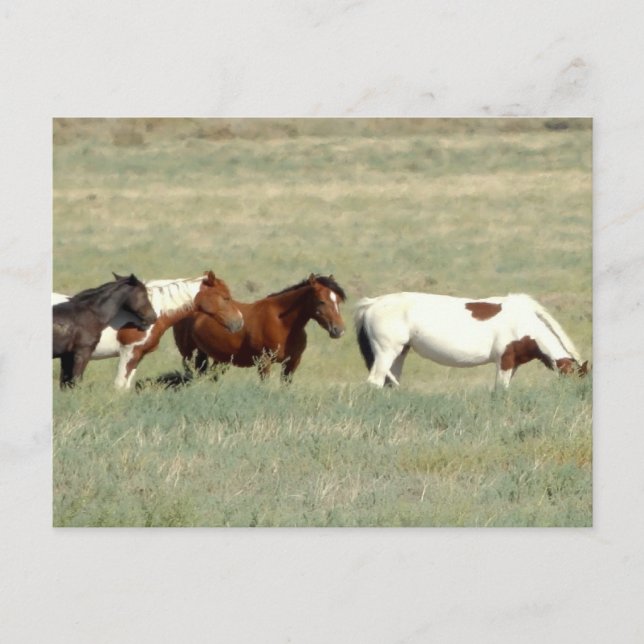 Postal Manada de caballos salvajes (Anverso)