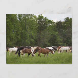 Postal Manada de caballos, Tennessee