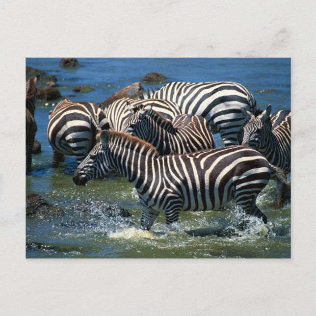 Postal Manada de cebras 2 (Anverso)