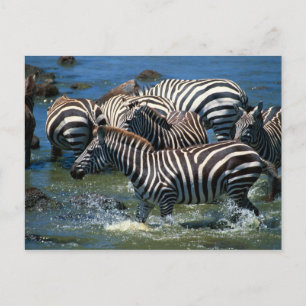 Postal Manada de cebras 2