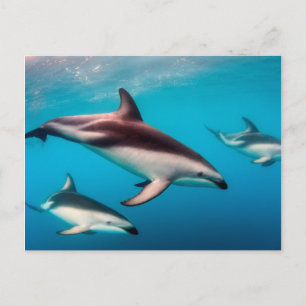 Postal Manada de delfines oscuros frente a Kaikoura