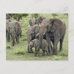 Postal Manada de elefantes africanos