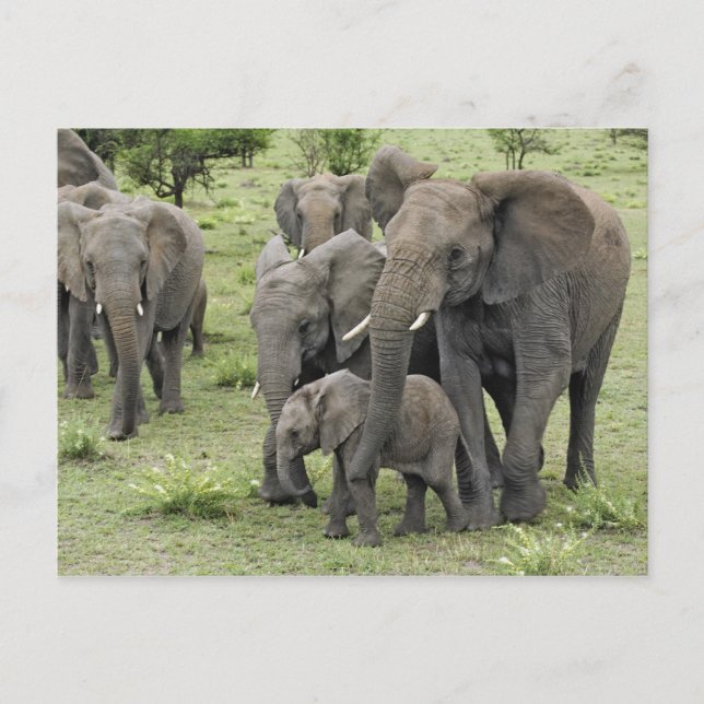 Postal Manada de elefantes africanos (Anverso)