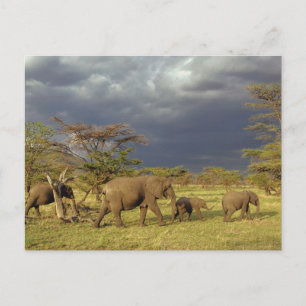 Postal Manada de elefantes africanos, Loxodonta africana,
