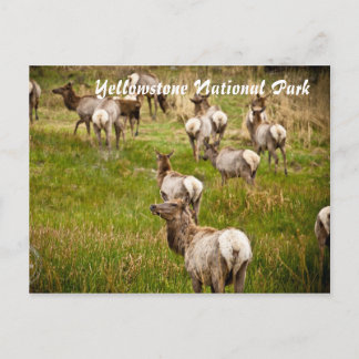 Postal Manada de Elk en el Parque Nacional Yellowstone