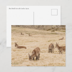 Postal Manada de Íbice Pastando en Sierra de Gredos, Espa