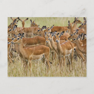 Postal Manada de impalas hembras, Masai Mara, Kenia.