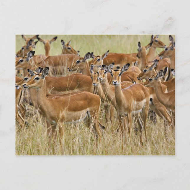 Postal Manada de mujeres Impala, Masai Mara, Kenia. (Anverso)