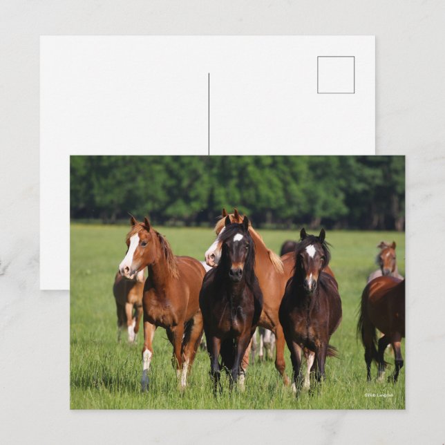 Postal Manada de ponis galeses en pie de campo (Anverso / Reverso)