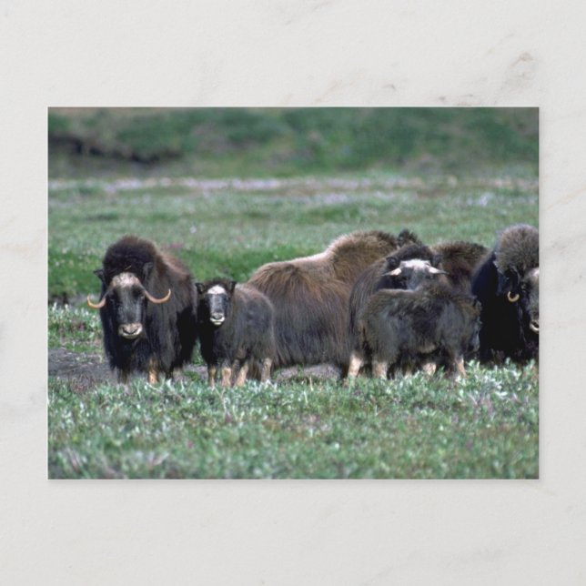 Postal Manada Musk Oxen en tundra (Anverso)